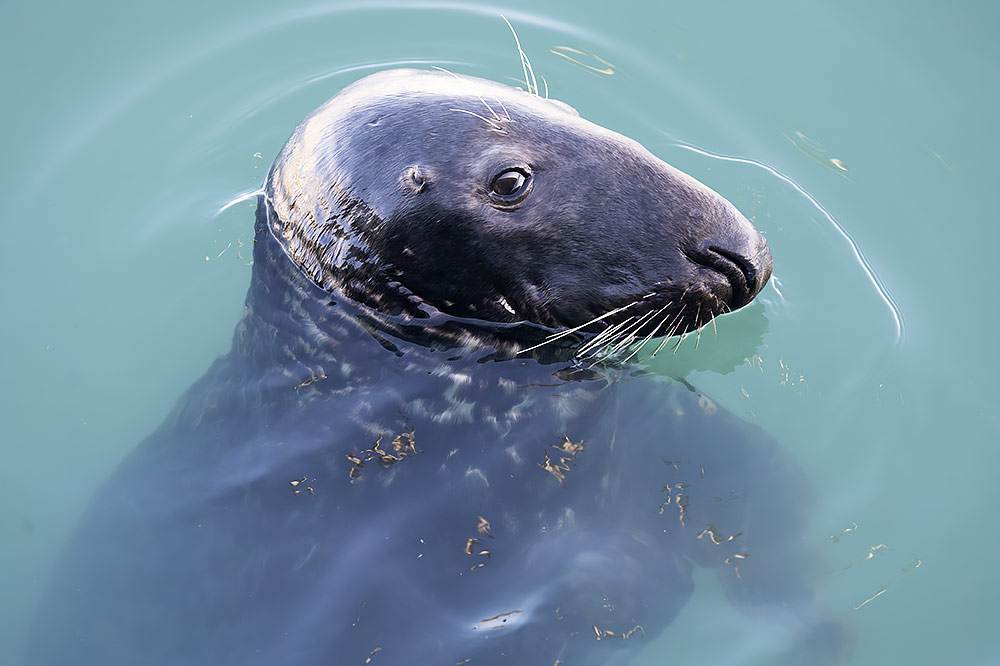 Grey seal